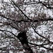 ヒメ日記 2025/03/29 22:17 投稿 向井 熟女待機所 厚木店