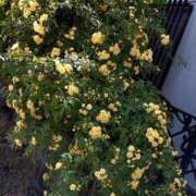 ヒメ日記 2025/04/21 08:38 投稿 向井 熟女待機所 厚木店