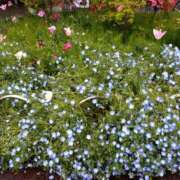 ヒメ日記 2025/04/25 23:03 投稿 向井 熟女待機所 厚木店