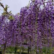 ヒメ日記 2025/04/26 23:25 投稿 向井 熟女待機所 厚木店