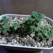 ヒメ日記 2025/05/16 09:23 投稿 向井 熟女待機所 厚木店