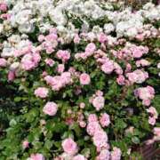 ヒメ日記 2025/05/28 10:01 投稿 向井 熟女待機所 厚木店