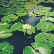 ヒメ日記 2025/06/24 10:44 投稿 向井 熟女待機所 厚木店