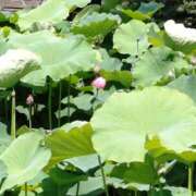 ヒメ日記 2025/06/29 20:54 投稿 向井 熟女待機所 厚木店