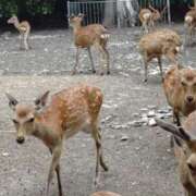 ヒメ日記 2025/07/08 22:39 投稿 向井 熟女待機所 厚木店