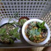 ヒメ日記 2025/07/11 21:13 投稿 向井 熟女待機所 厚木店