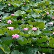 ヒメ日記 2025/07/16 08:16 投稿 向井 熟女待機所 厚木店