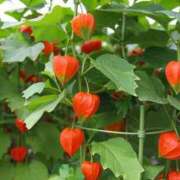 ヒメ日記 2025/08/10 09:14 投稿 向井 熟女待機所 厚木店