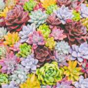 ヒメ日記 2025/08/14 12:39 投稿 向井 熟女待機所 厚木店