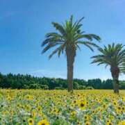 ヒメ日記 2025/09/01 09:49 投稿 向井 熟女待機所 厚木店