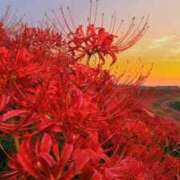 ヒメ日記 2025/09/23 07:48 投稿 向井 熟女待機所 厚木店