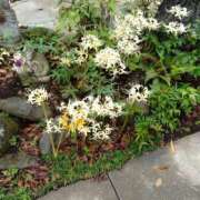 ヒメ日記 2025/09/27 19:56 投稿 向井 熟女待機所 厚木店