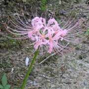 ヒメ日記 2025/09/30 20:46 投稿 向井 熟女待機所 厚木店