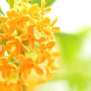 ヒメ日記 2025/10/19 10:06 投稿 向井 熟女待機所 厚木店