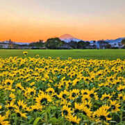 ヒメ日記 2025/11/18 09:02 投稿 向井 熟女待機所 厚木店