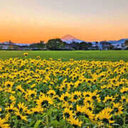 ヒメ日記 2025/11/18 09:06 投稿 向井 熟女待機所 厚木店