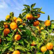 ヒメ日記 2026/01/08 19:36 投稿 向井 熟女待機所 厚木店