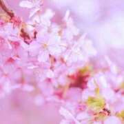 向井 サクラサケ🌸‼️ 熟女待機所 厚木店