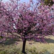 ヒメ日記 2026/03/04 10:06 投稿 向井 熟女待機所 厚木店