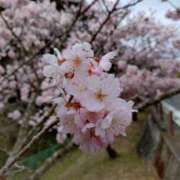 ヒメ日記 2026/03/09 10:09 投稿 向井 熟女待機所 厚木店