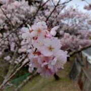 ヒメ日記 2026/03/09 10:25 投稿 向井 熟女待機所 厚木店