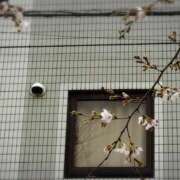 ヒメ日記 2026/03/20 12:06 投稿 向井 熟女待機所 厚木店