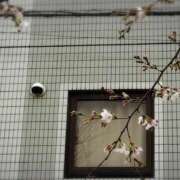 ヒメ日記 2026/03/20 12:26 投稿 向井 熟女待機所 厚木店