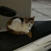 ユナ 😋 沖縄素人図鑑