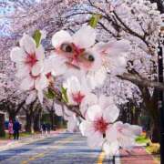 ヒメ日記 2025/04/11 15:13 投稿 工藤さなえ メイドin西川口（埼玉ハレ系）