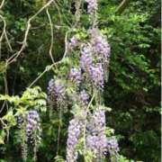 ヒメ日記 2025/04/20 21:51 投稿 工藤さなえ メイドin西川口（埼玉ハレ系）