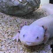 萩野しずく 急遽！ メイドin西川口（埼玉ハレ系）