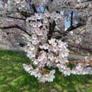 ヒメ日記 2025/04/05 08:14 投稿 佐藤ゆり 五十路マダム 新潟店(カサブランカグループ)