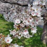 ヒメ日記 2025/04/09 10:56 投稿 佐藤ゆり 五十路マダム 新潟店(カサブランカグループ)