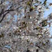 ヒメ日記 2025/04/12 09:30 投稿 佐藤ゆり 五十路マダム 新潟店(カサブランカグループ)