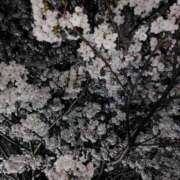 ヒメ日記 2025/04/13 08:58 投稿 佐藤ゆり 五十路マダム 新潟店(カサブランカグループ)