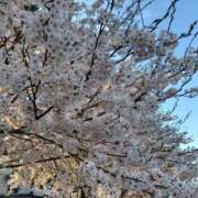 ヒメ日記 2025/04/16 16:16 投稿 佐藤ゆり 五十路マダム 新潟店(カサブランカグループ)