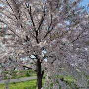 ヒメ日記 2025/04/18 08:20 投稿 佐藤ゆり 五十路マダム 新潟店(カサブランカグループ)