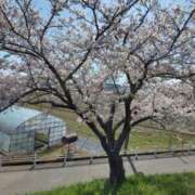 ヒメ日記 2026/04/10 08:26 投稿 佐藤ゆり 五十路マダム 新潟店(カサブランカグループ)