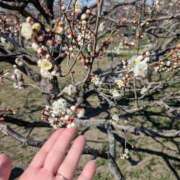 ヒメ日記 2025/03/11 06:11 投稿 みのり 熟女の風俗最終章 宇都宮店