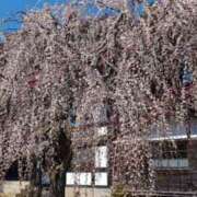 ヒメ日記 2025/03/18 11:11 投稿 みのり 熟女の風俗最終章 宇都宮店