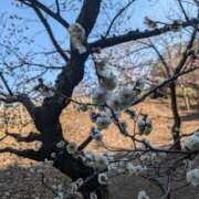 ヒメ日記 2025/03/19 23:14 投稿 みのり 熟女の風俗最終章 宇都宮店