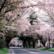 ヒメ日記 2025/04/03 12:31 投稿 みのり 熟女の風俗最終章 宇都宮店