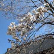 ヒメ日記 2025/04/12 06:31 投稿 みのり 熟女の風俗最終章 宇都宮店