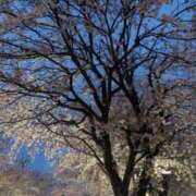 ヒメ日記 2025/04/14 08:01 投稿 みのり 熟女の風俗最終章 宇都宮店