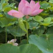 ヒメ日記 2025/07/13 15:31 投稿 みのり 熟女の風俗最終章 宇都宮店