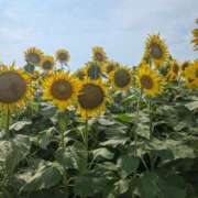 ヒメ日記 2025/07/30 23:41 投稿 みのり 熟女の風俗最終章 宇都宮店