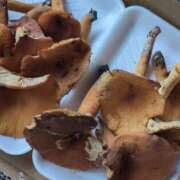 ヒメ日記 2025/08/09 18:22 投稿 みのり 熟女の風俗最終章 宇都宮店