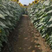 ヒメ日記 2025/08/30 21:11 投稿 みのり 熟女の風俗最終章 宇都宮店