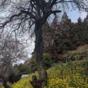 ヒメ日記 2026/03/02 15:21 投稿 みのり 熟女の風俗最終章 宇都宮店