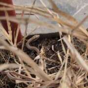 ヒメ日記 2026/03/22 13:41 投稿 みのり 熟女の風俗最終章 宇都宮店